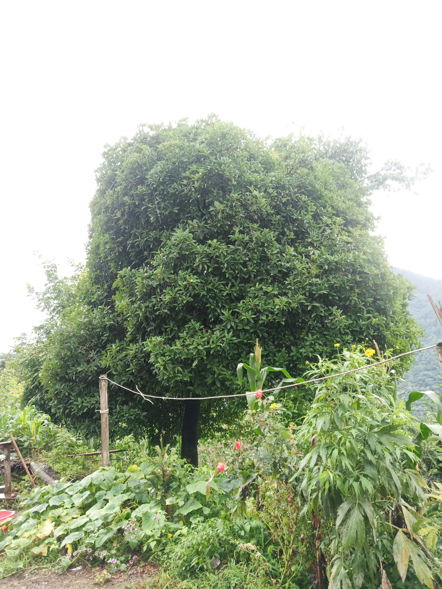 银桂 米径38公分。