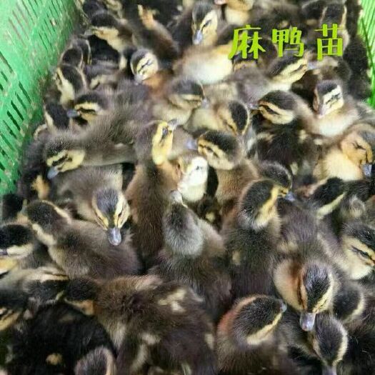 南宁麻鸭苗