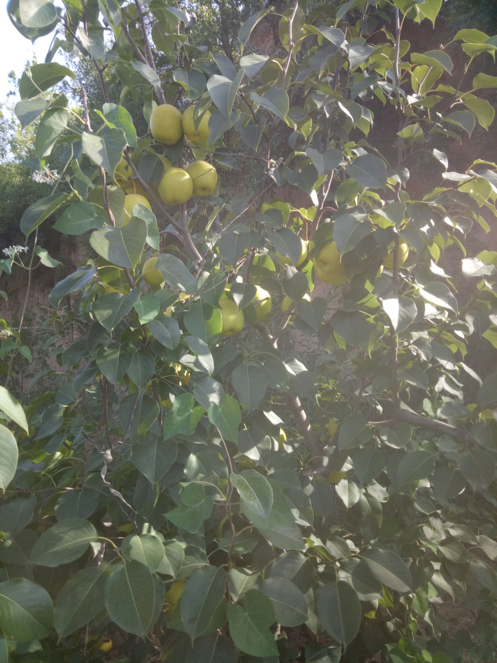  山区光果雪花梨