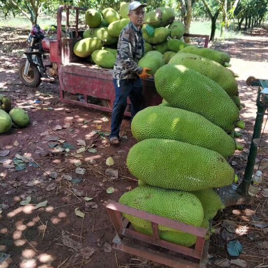 灵山县一号菠萝蜜苗  马①号菠萝蜜苗单果重迖35公斤