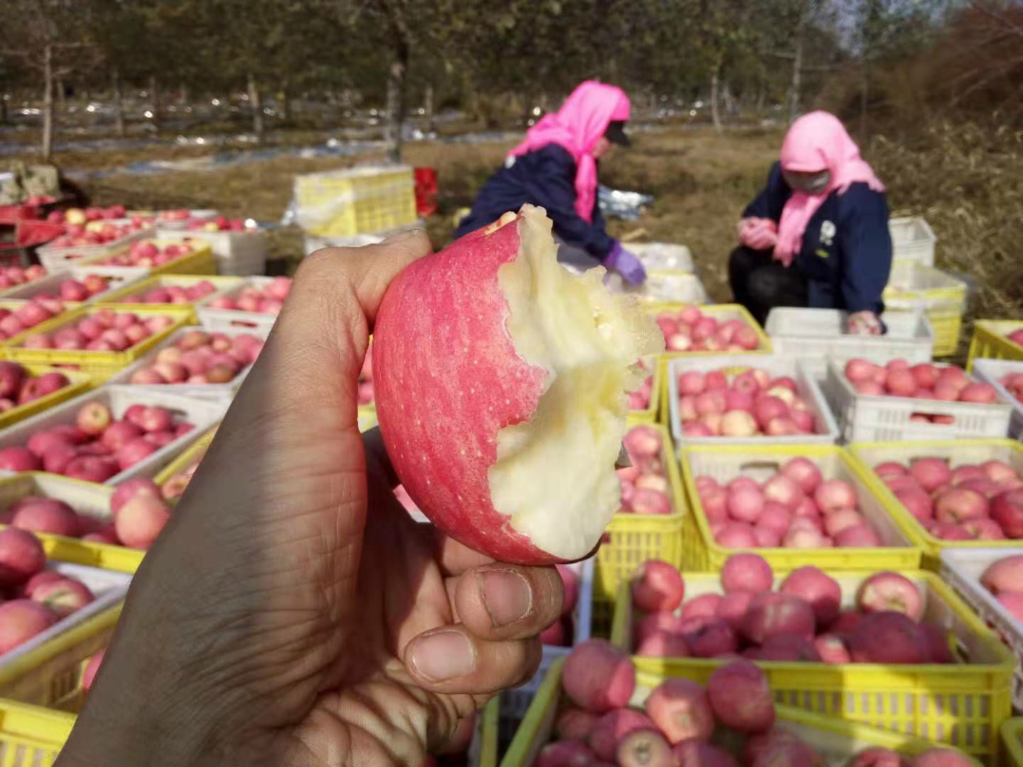  甜度超人的甘肃灵台富士苹果