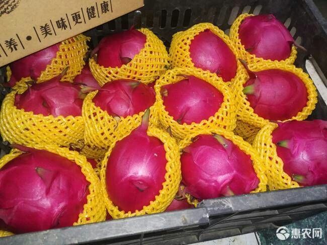 清远蜜宝火龙果  金都一号火龙果