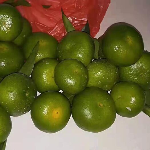 宜昌特早蜜桔 特早蜜橘