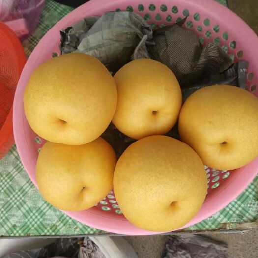 温县黄金梨 A级圆黄，玉露香，红香酥，