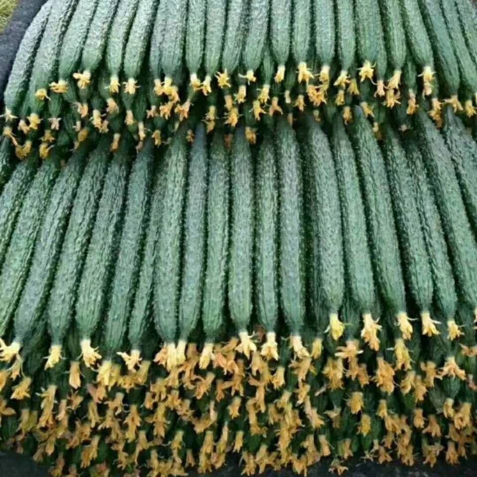 嫁接油亮青瓜  油亮黄瓜以上市需要的联系我