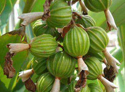  宜宾万吨砂仁批发代购