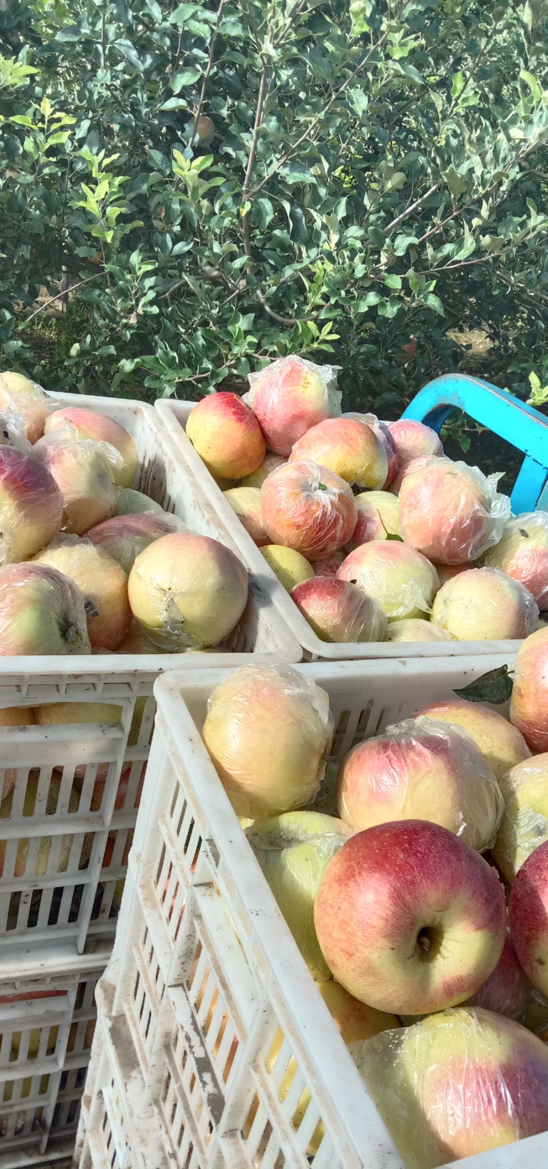 美八苹果 全国现代果业江苏徐州市丰县大沙河镇