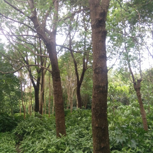 如皋市 香樟树