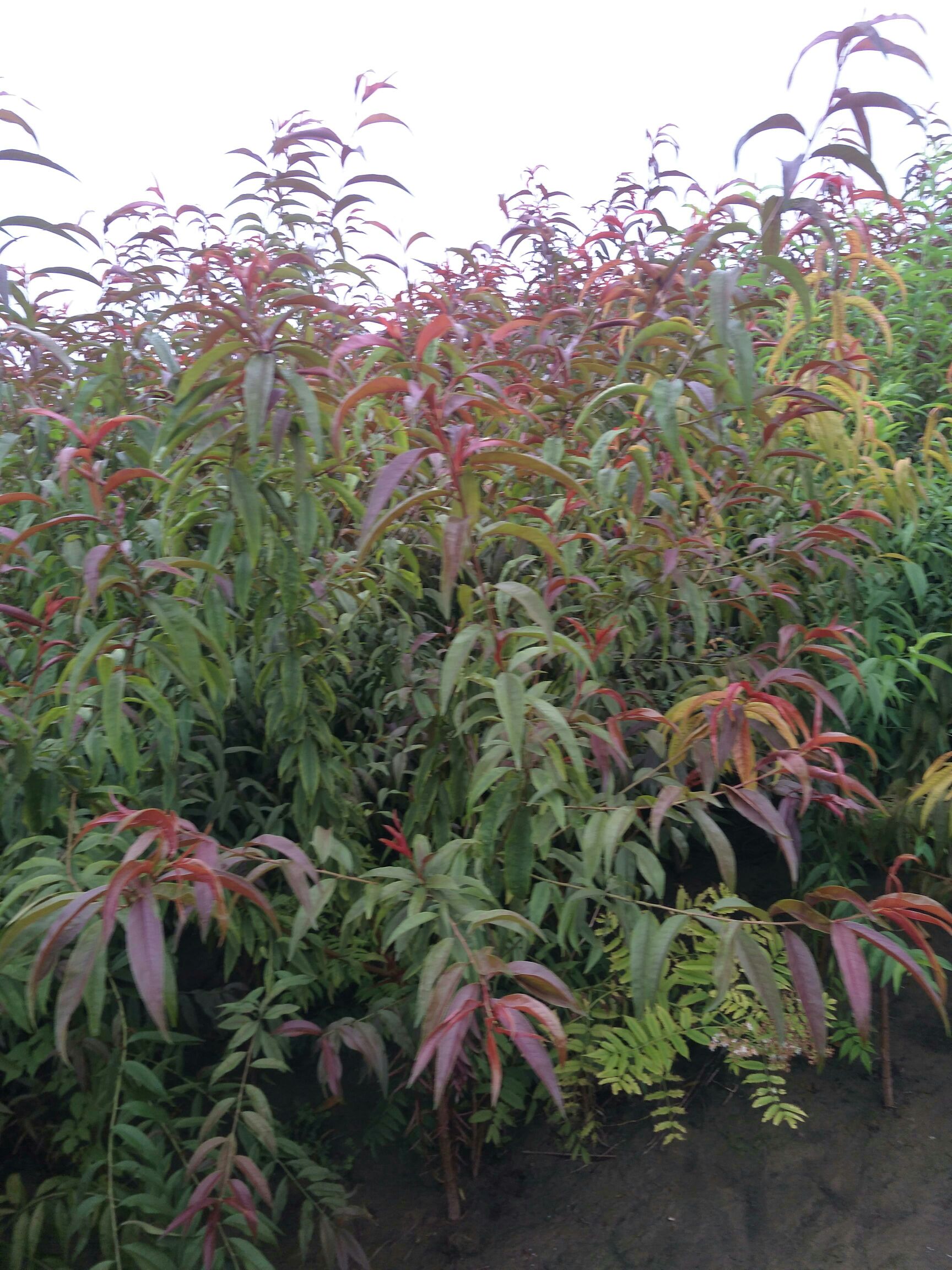  大量出售红叶碧桃小苗和红叶碧桃