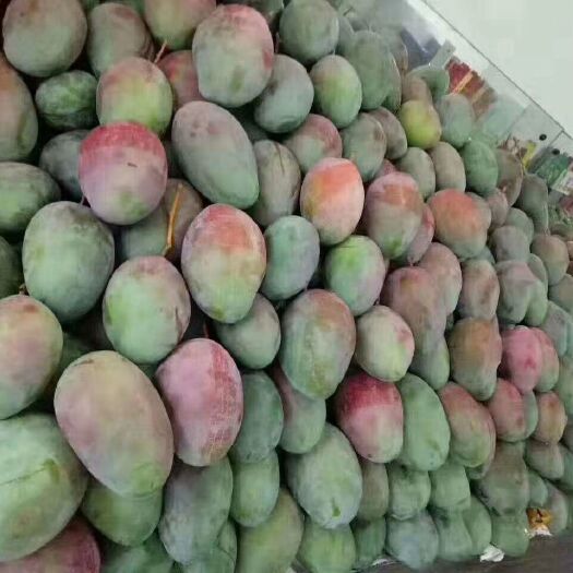 华坪县凯特芒果一手货源供应，给你最低的价格