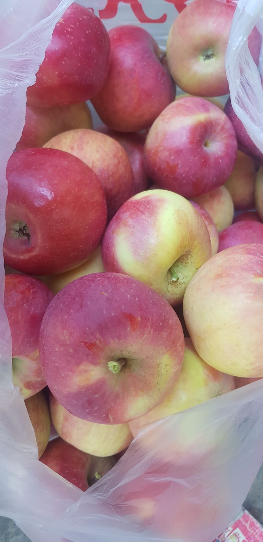 冰糖心苹果 60mm以上 统货 光果