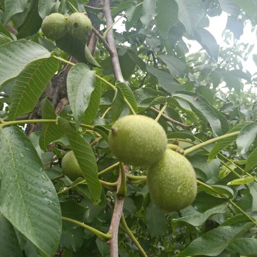费县 希尔核桃