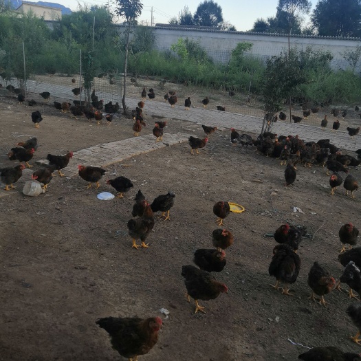 临夏市 出售脱温鸡苗，现以散养
