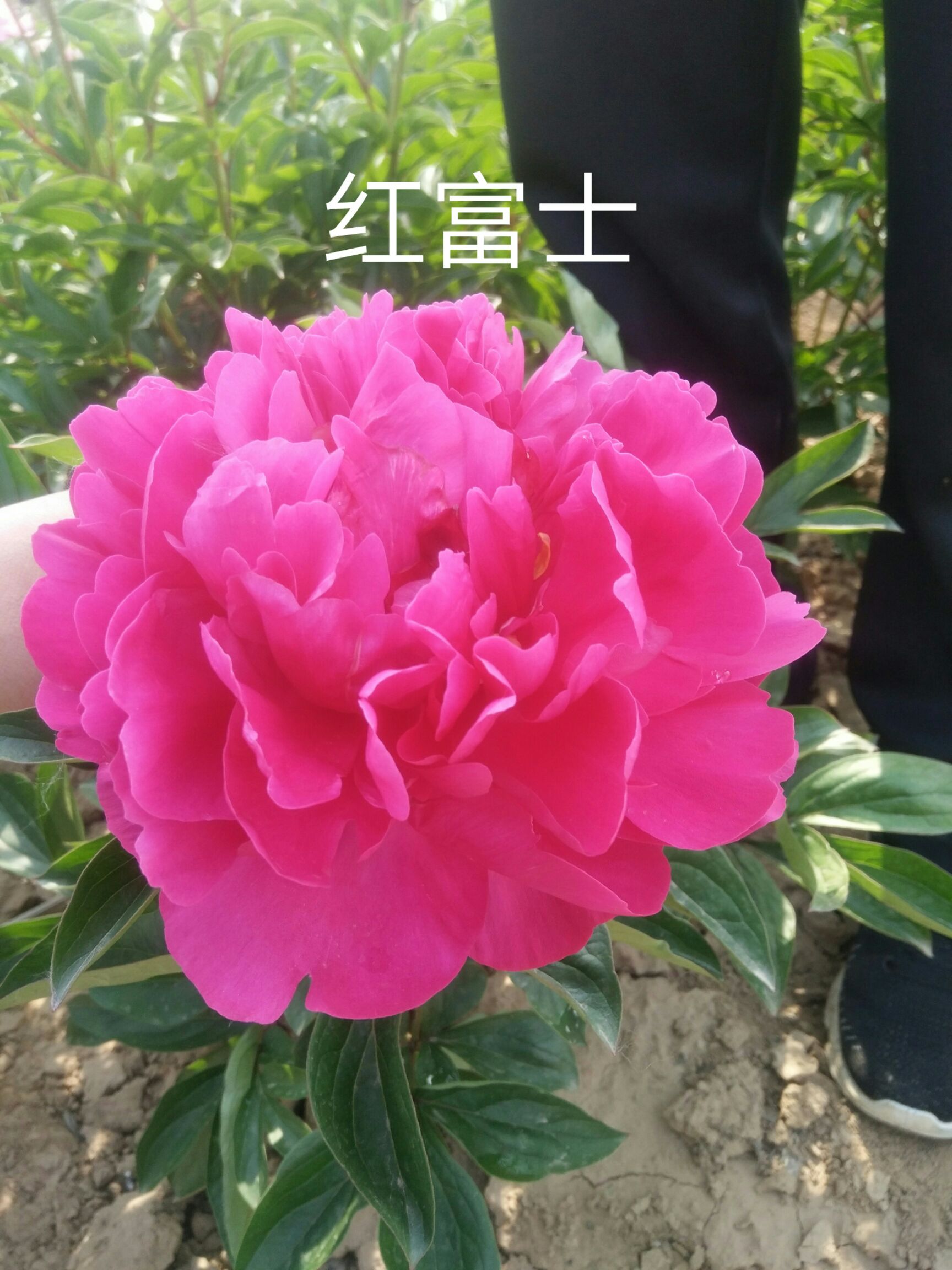  芍药，芍药，切花芍药，芍药苗