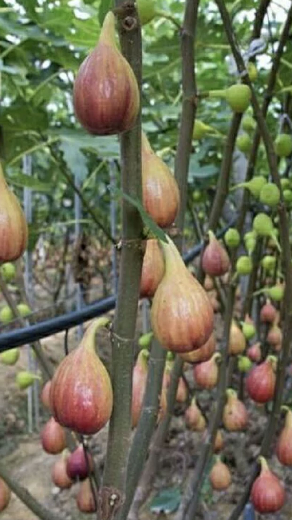 布兰瑞克苗 无花果苗 布兰瑞克、波姬红、包品种包成活产量高