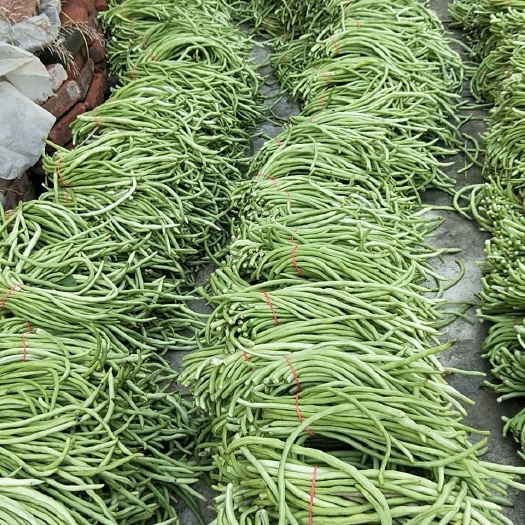 利辛县 美国无架豆角，玉米地套种不打除草剂，每天供应10000斤