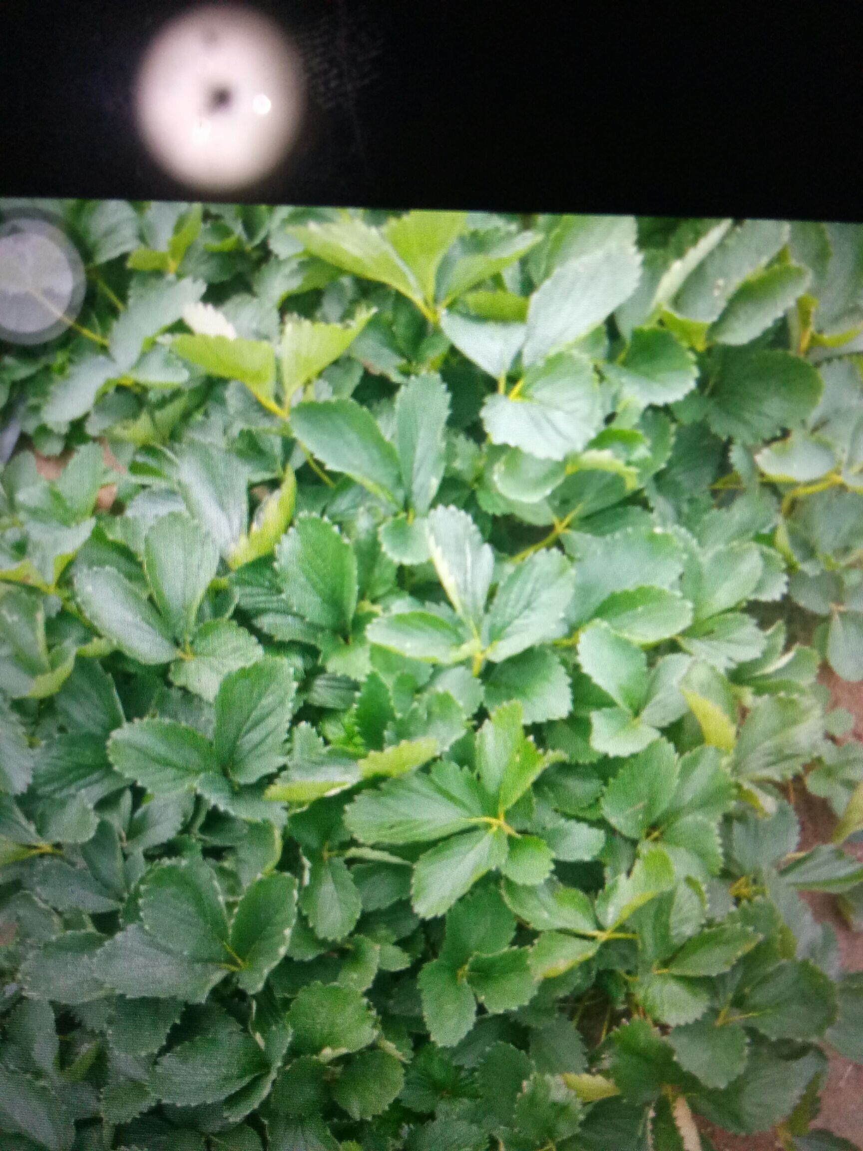 奶油草莓苗 10~20公分 地栽苗