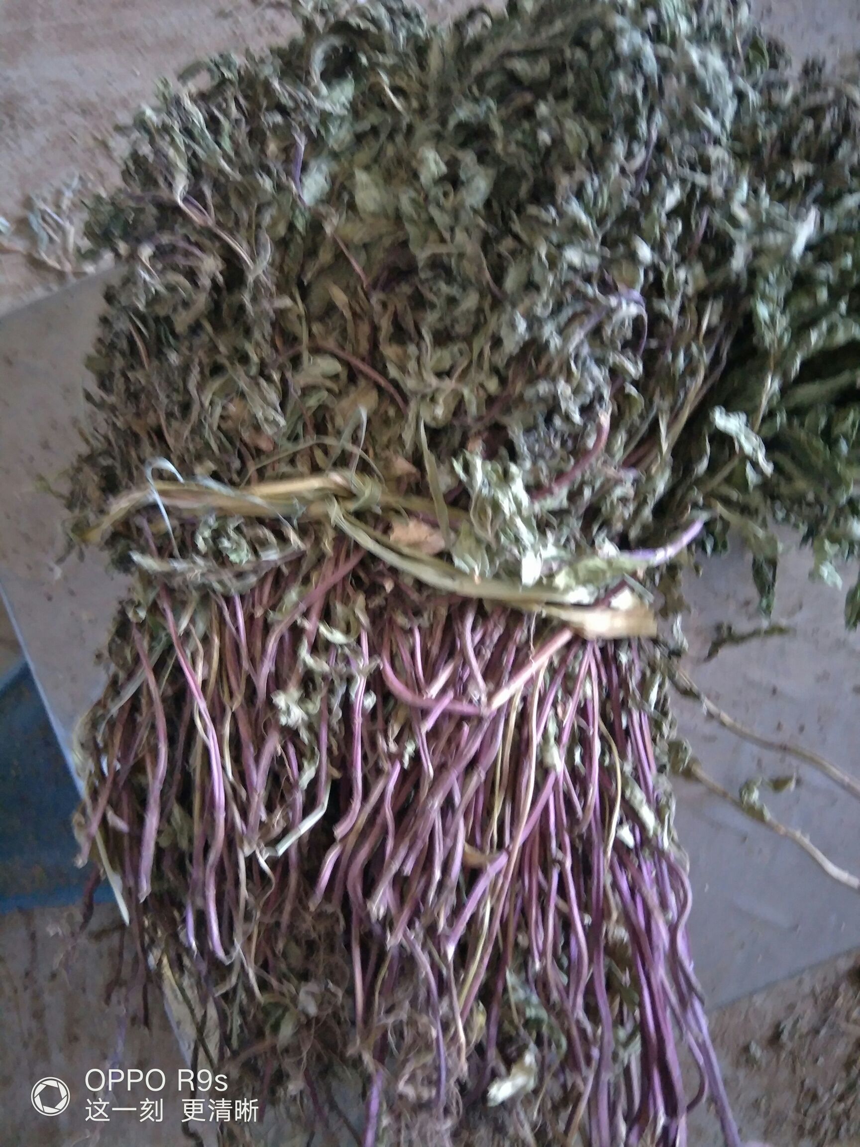 薄荷，带杆，干净无杂。整棵