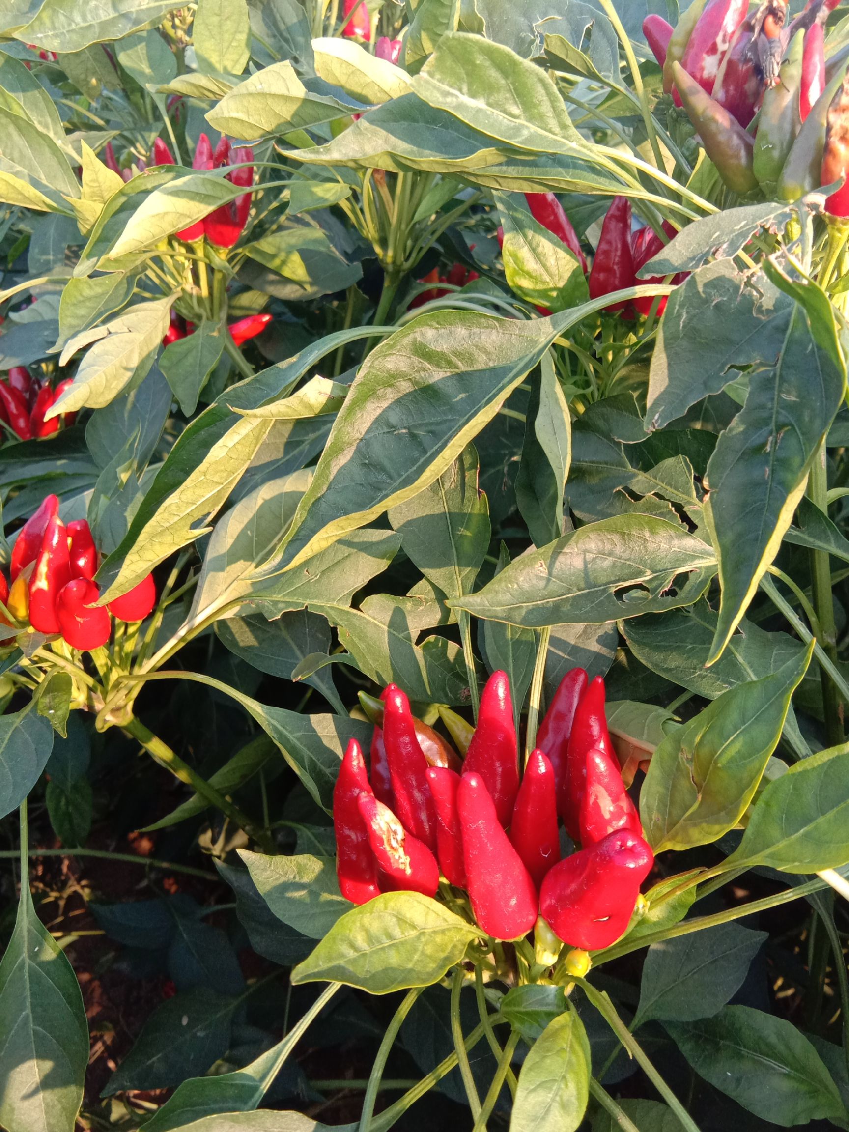 天问辣椒天问2号