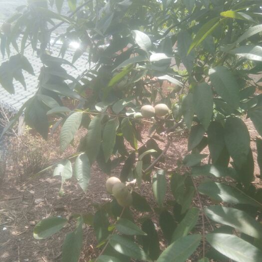 临沧鲜核桃 35mm以上 去皮 散装 