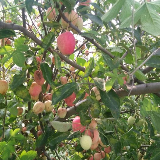 鸡心果苹果 鸡心果大量上市酸甜可口现货供应