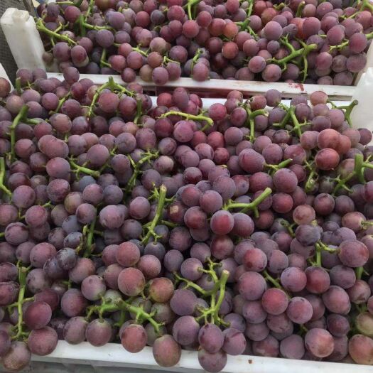 威县玫瑰香葡萄 1.5- 2斤 5%以下 1次果