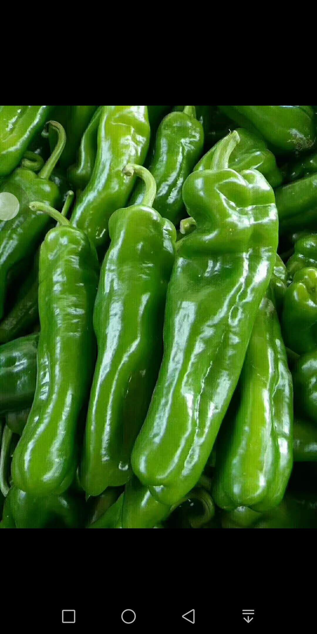 大棚线椒大量上市供货