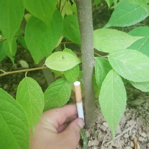 西和县杜仲苗  精品,3年生苗,