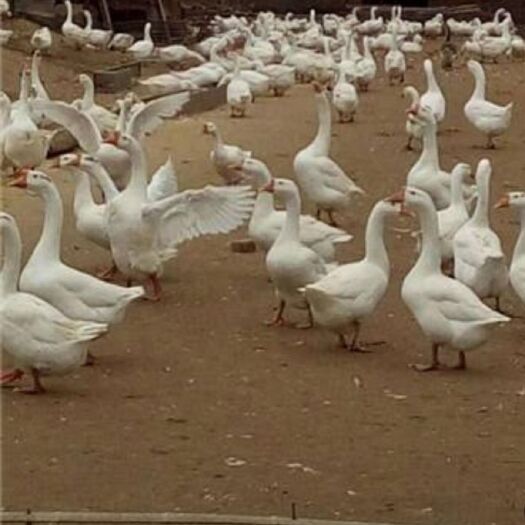 南宁 白鹅苗 中型肉鹅苗 杂交白鹅苗 混合苗