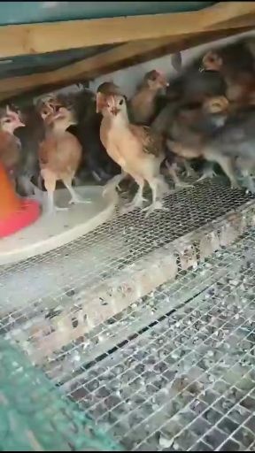 昆明脱温土阉鸡苗青脚麻鸡阉鸡苗