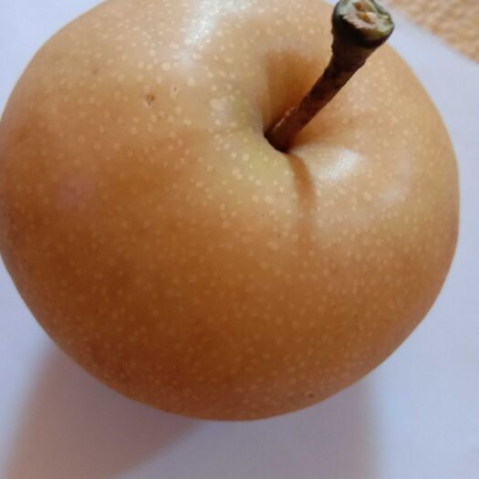 莱西市南水梨大量上市