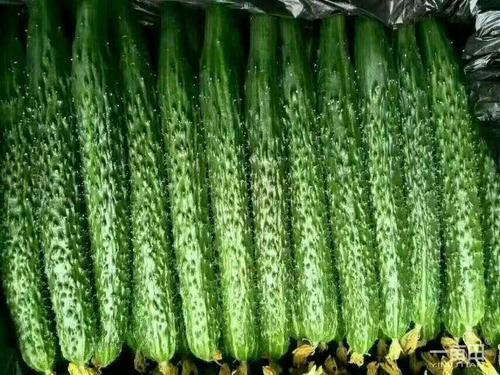 莘县刺黄瓜  莘县黄瓜  精品优质  一手货源    电商前来联