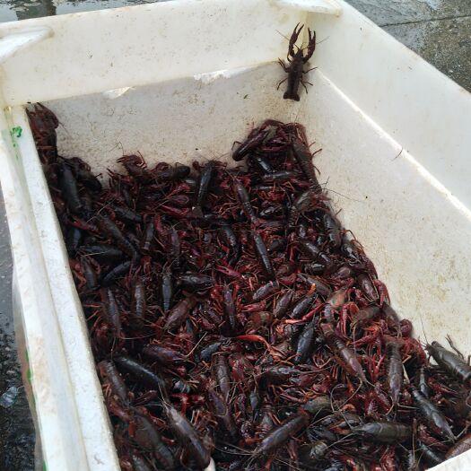 深圳潜江小龙虾 7-9钱 人工养殖