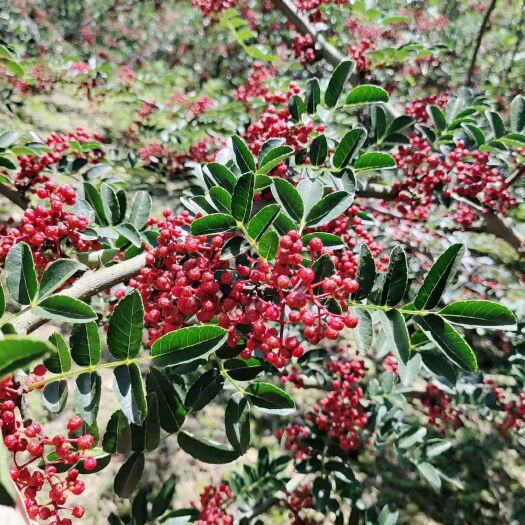 汉源县汉源花椒 一级 干花椒