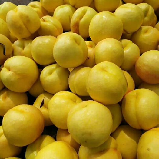 蒙阴县黄菊油桃 4两以上 50mm以上