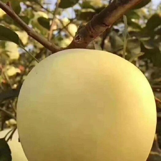 沂源县 早熟甜糖苹果