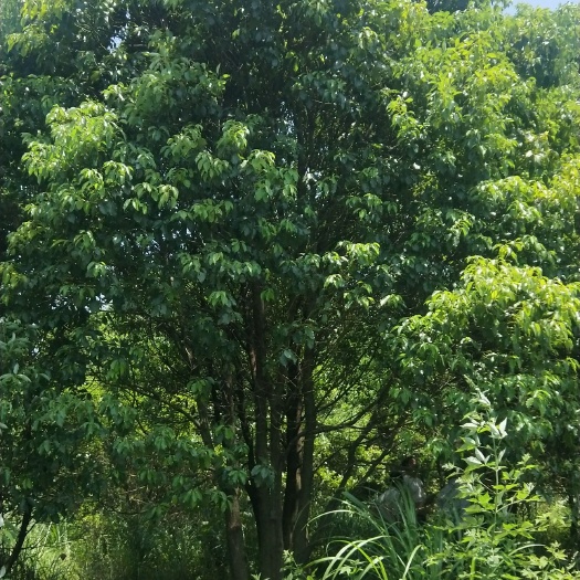 全州县全冠香樟 原生，熟货都有，便宜处理