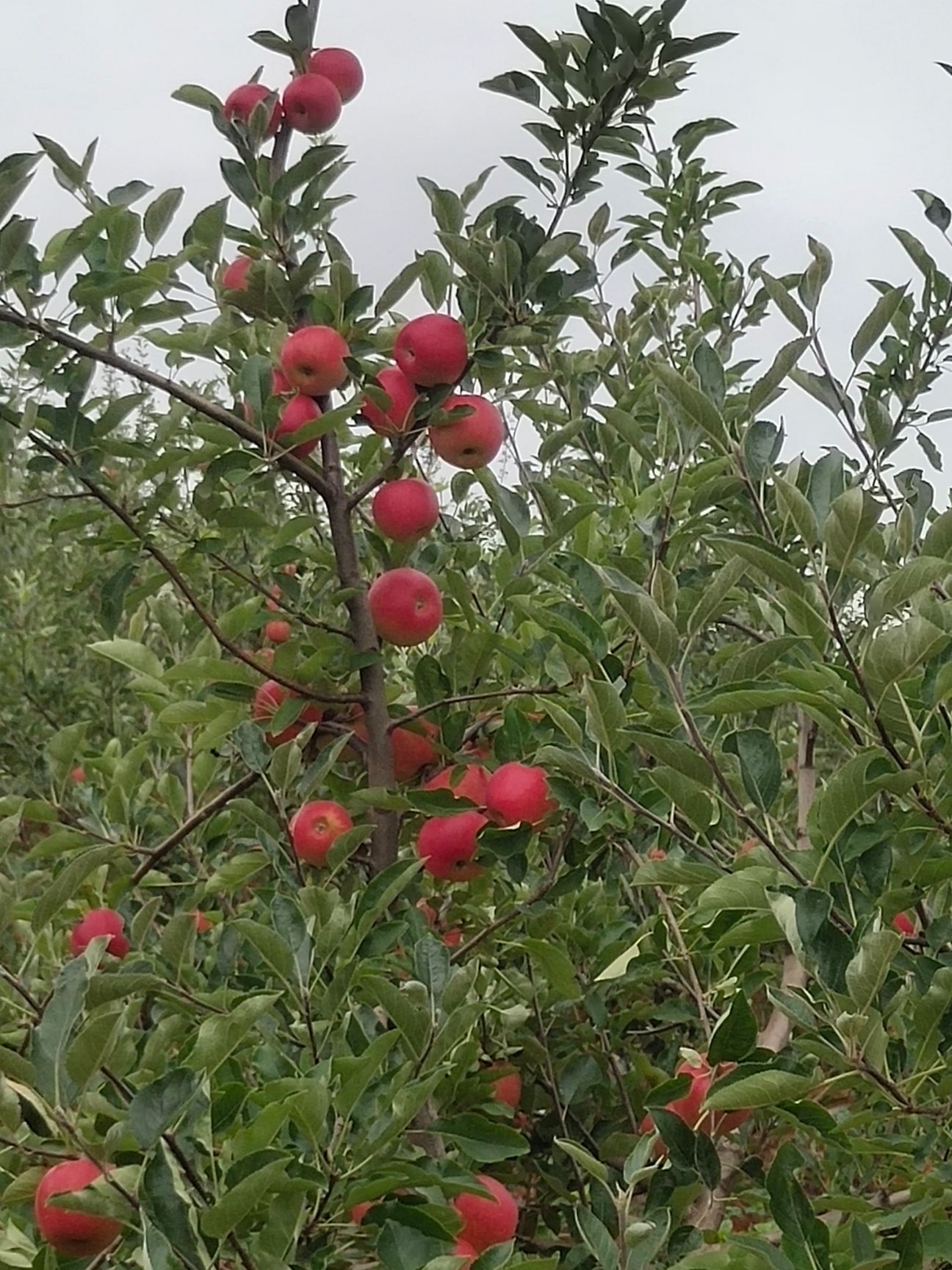 昭通冰糖心苹果、精品甜脆香、质量保证、存放时间长、