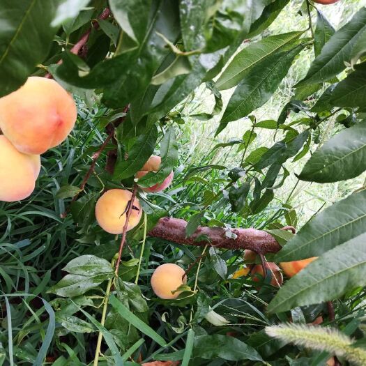 龙口市 黄金蜜桃