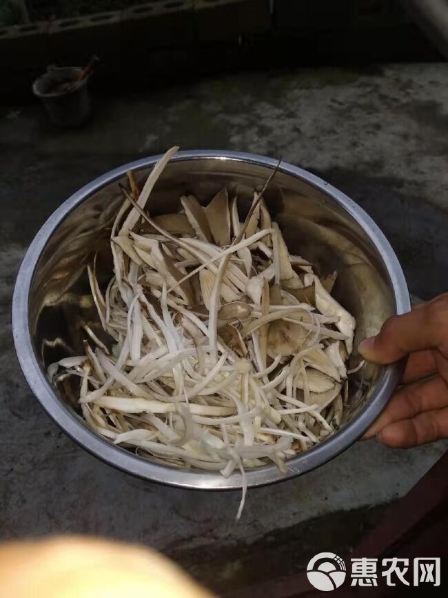 鸡枞菌 鲜鸡枞菌