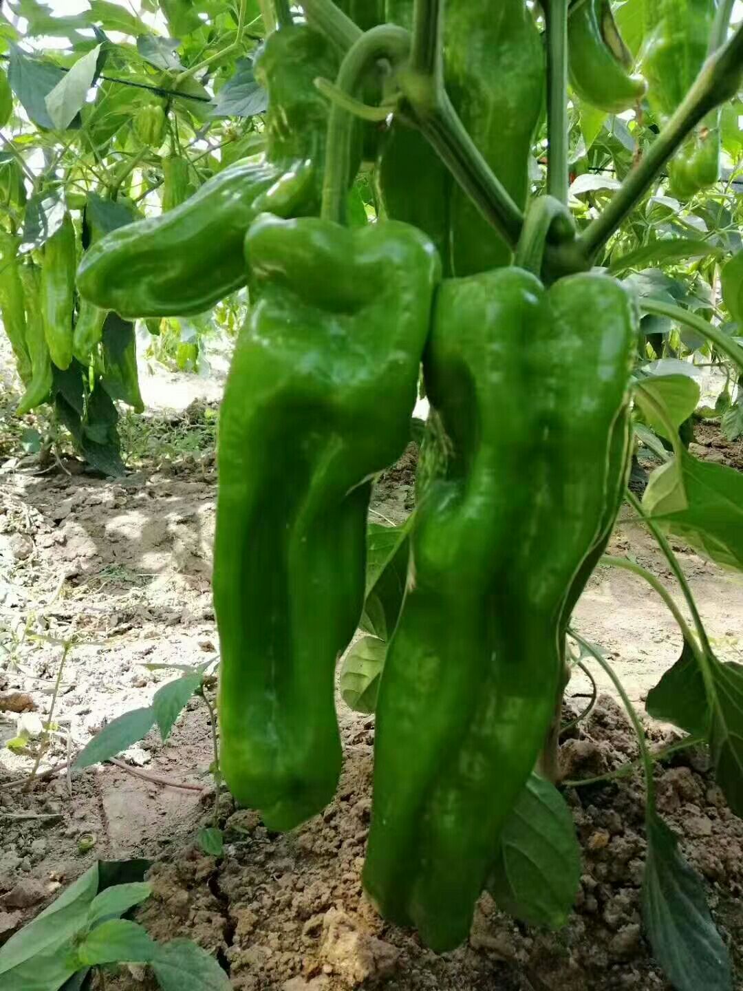  河南夏邑辣椒产地辣椒已开始上市，现301薄皮辣椒，泡椒，线椒