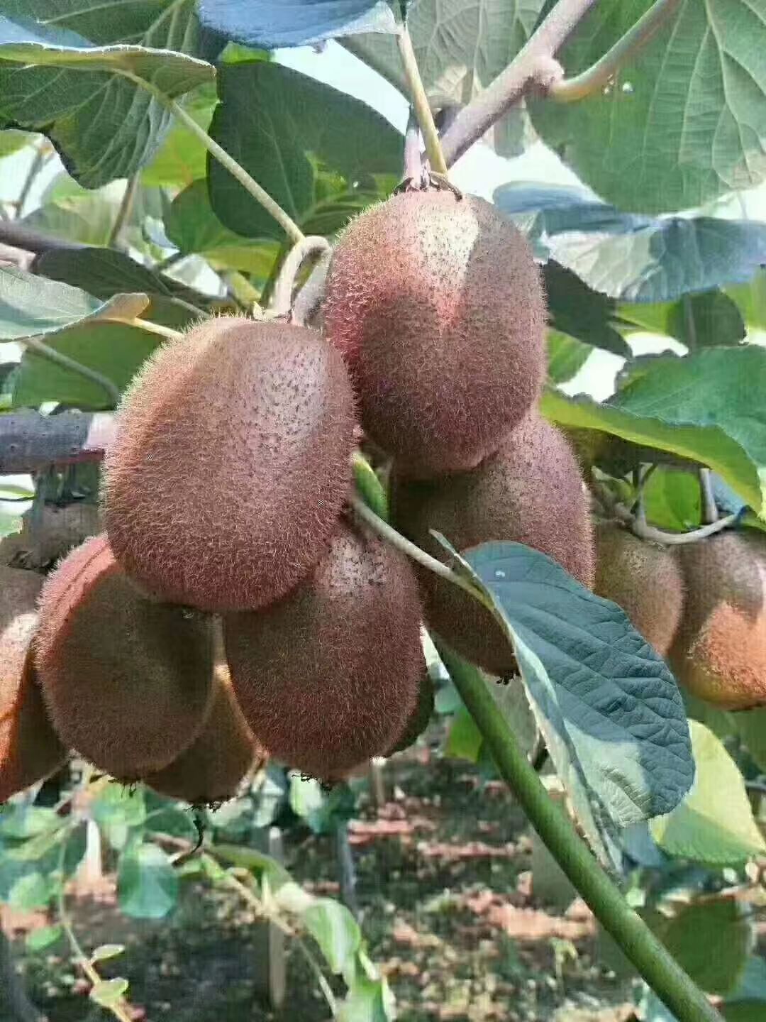 绿心猕猴桃 开售