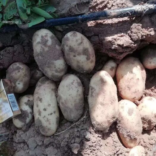 定边县荷兰15号土豆 型好皮毛好，沙地货