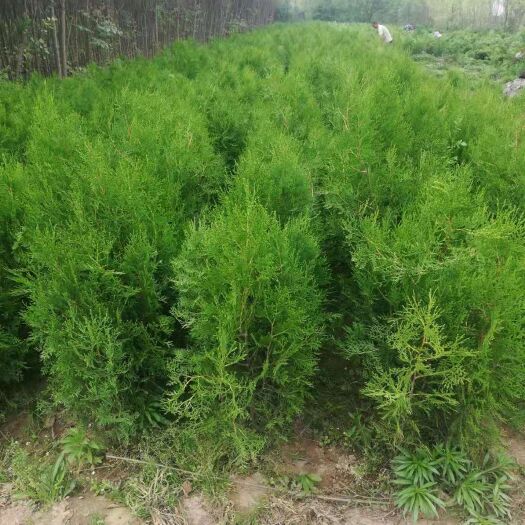 周至县侧柏碗碗，13－15杯苗