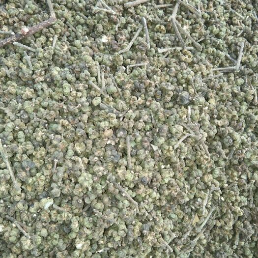 融水县 中花吴茱萸