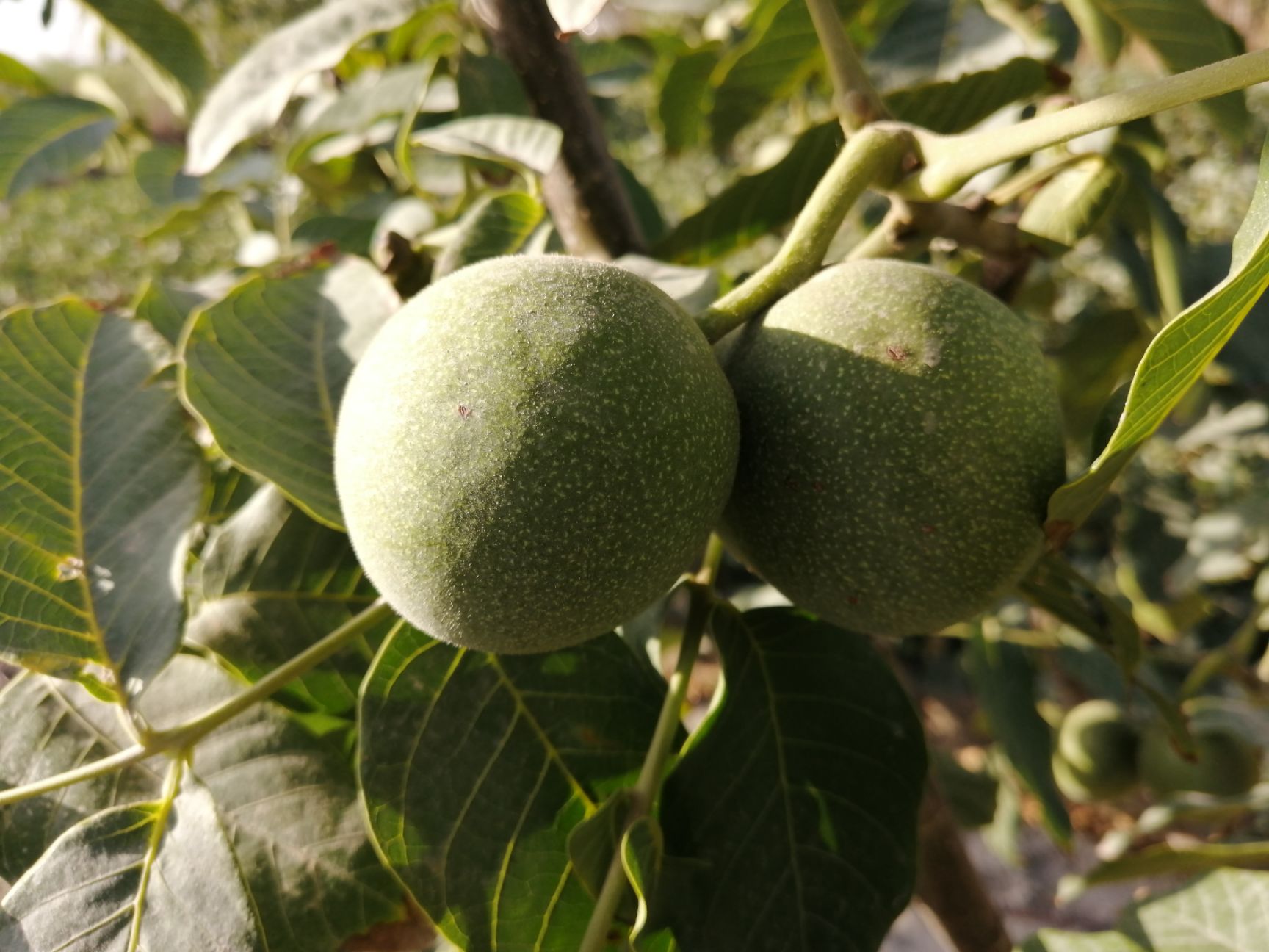  出售185青皮核桃，个大果实饱满，45mm以上！