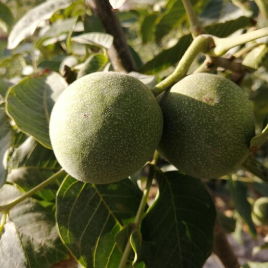 阿拉尔市 出售185青皮核桃，个大果实饱满，45mm以上！
