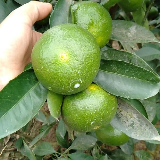 资阳青皮蜜桔 5.5 - 6cm 2 - 3两