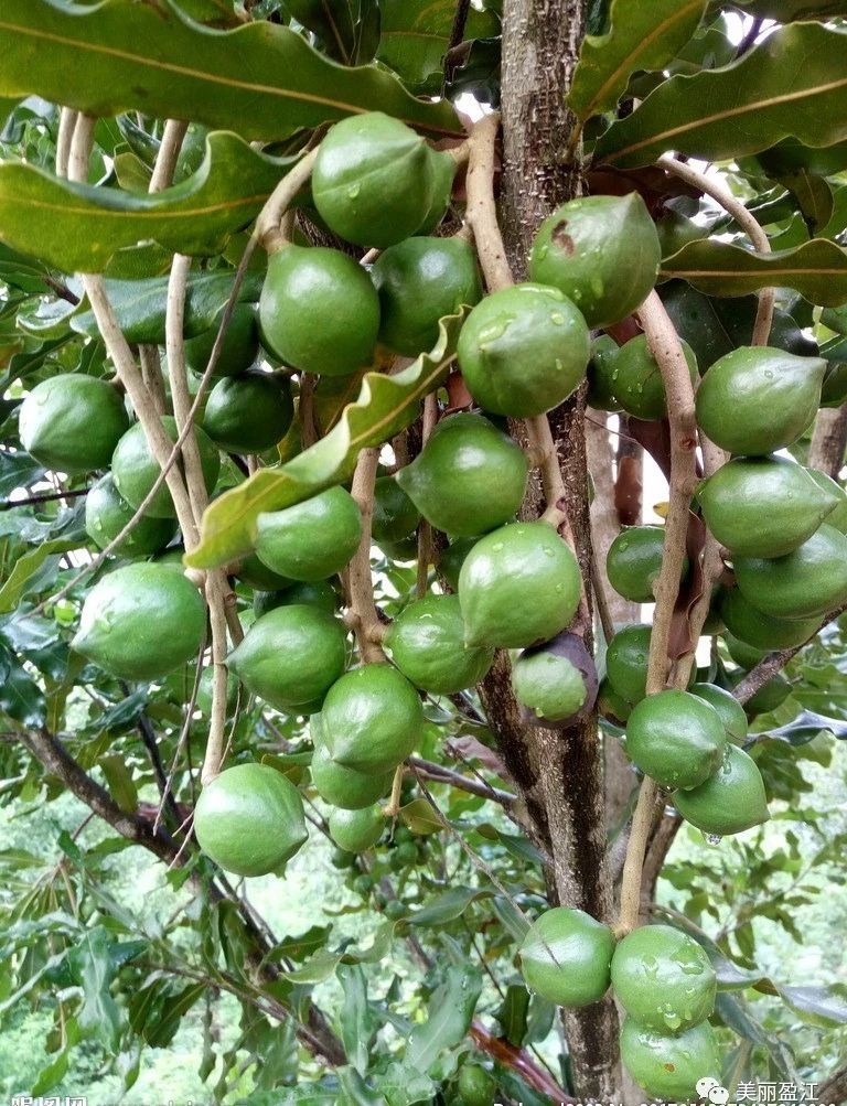 夏威夷果 夏威夷干果