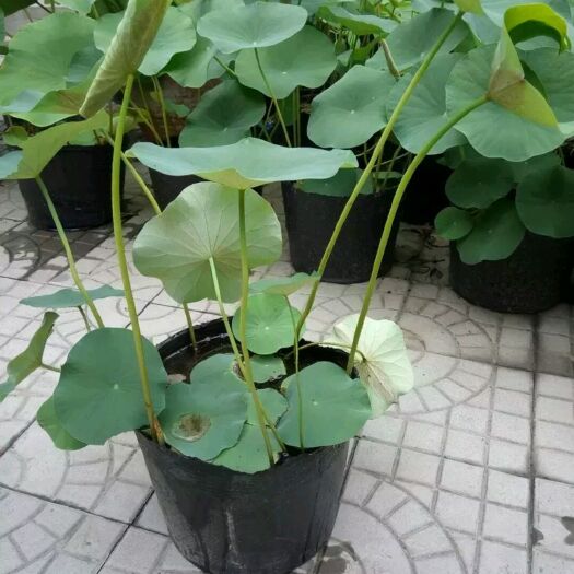 安新县荷花盆栽